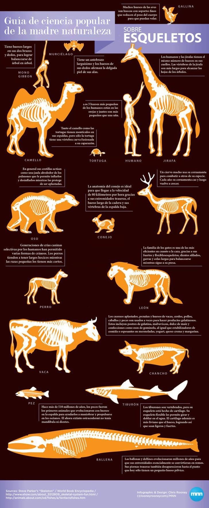 datos-curiosos-sobre-los-huesos-de-los-animales-que-seguramente-desconocias