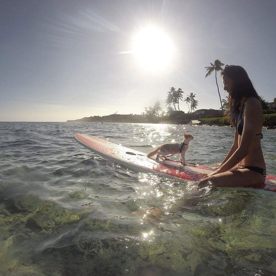 gato-con-un-solo-ojo-surfea-en-hawaii-2