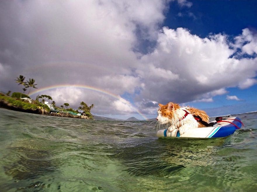 gato-con-un-solo-ojo-surfea-en-hawaii-6