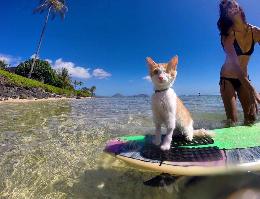 gato-con-un-solo-ojo-surfea-en-hawaii-8