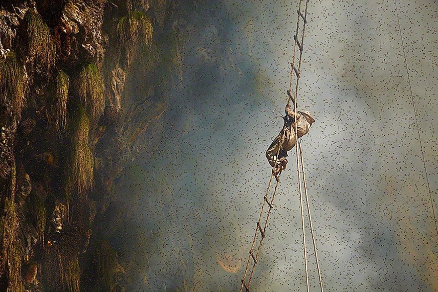 Cazadores de miel de los acantilados del Himalaya3