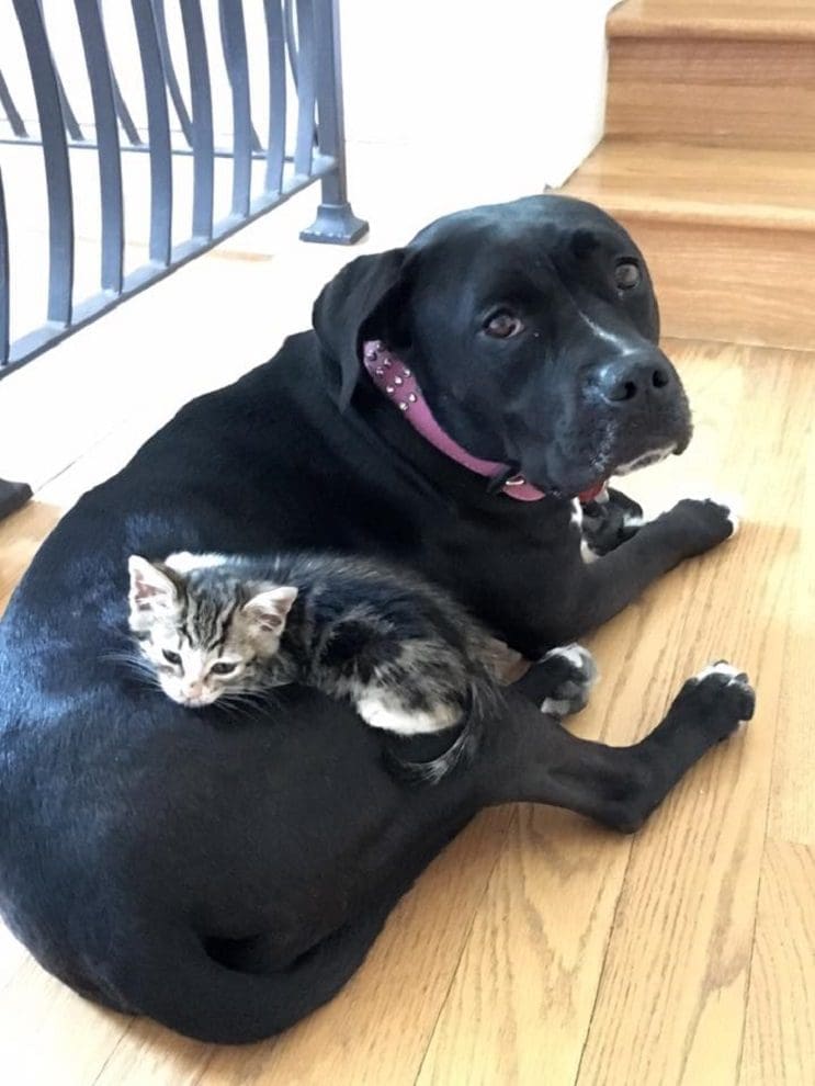 Esta perra adulta asumió el rol de madre con este pequeño gato bebé 04