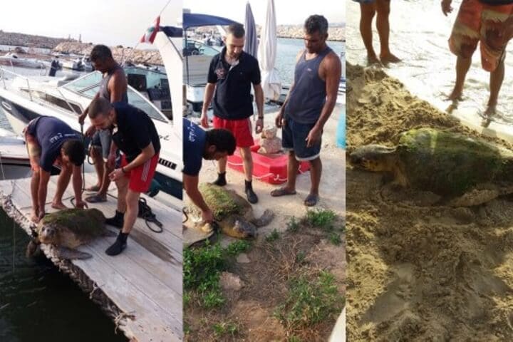 Estas personas casi matan a esta tortuga cuando la sacaron del mar para tomarse selfies 04