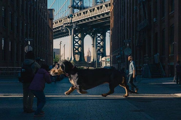 Este fotógrafo nos ayuda a ver lo grande que es su perro salchicha 02