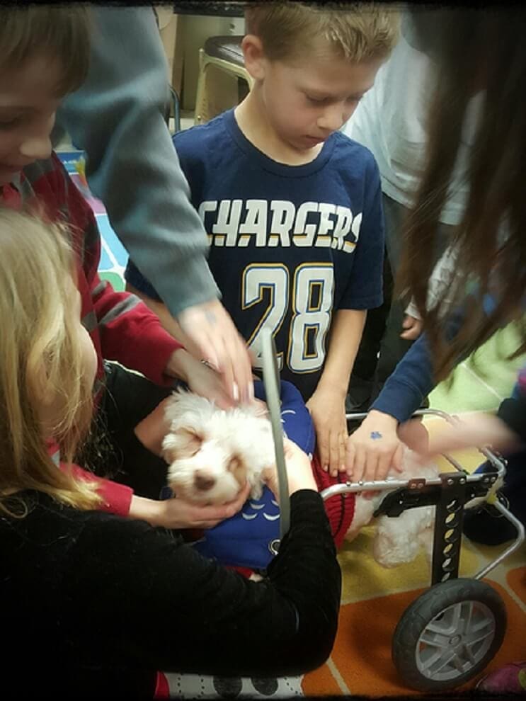 Superación de perrito ciego ayuda a miles de personas 05