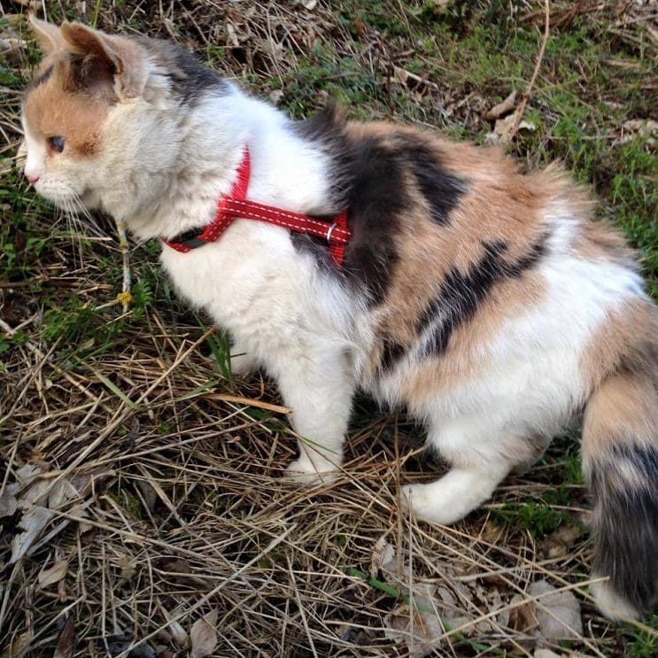 Una gata ciega escaló la montaña más alta de Irlanda con fines benéficos 2