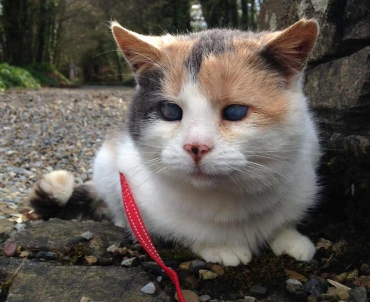 Una gata ciega escaló la montaña más alta de Irlanda con fines benéficos 3