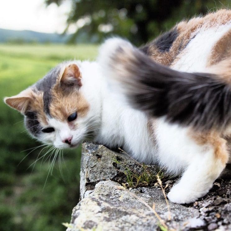 Una gata ciega escaló la montaña más alta de Irlanda con fines benéficos 4