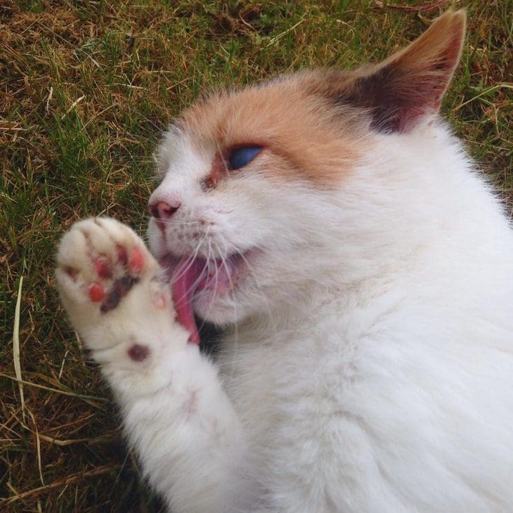 Una gata ciega escaló la montaña más alta de Irlanda con fines benéficos 5