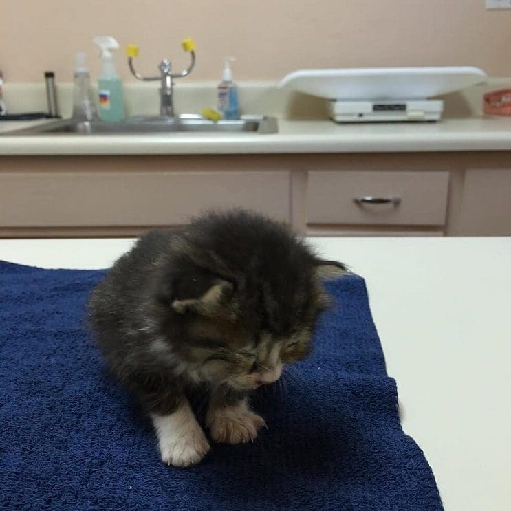 Este pequeño gato luchó contra su enfermedad y logró vencerla 02