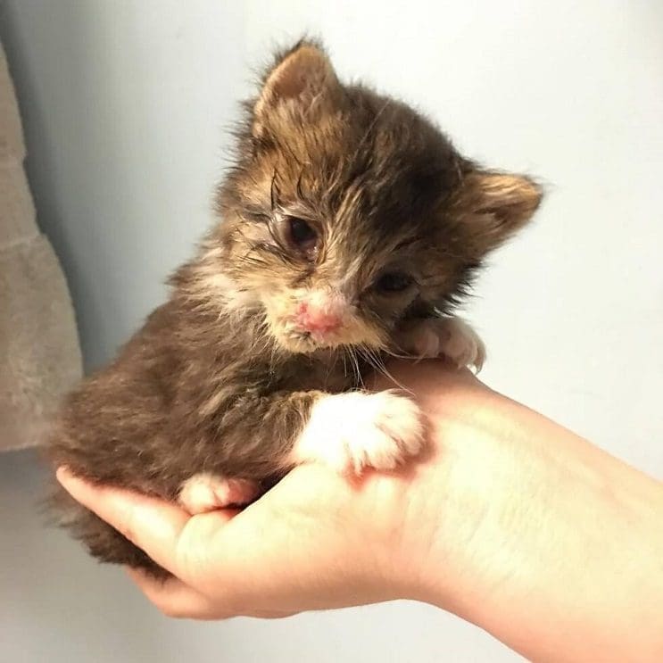 Este pequeño gato luchó contra su enfermedad y logró vencerla 03