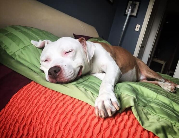 Este pitbull muestra lo feliz que está de tener un nuevo hogar 5