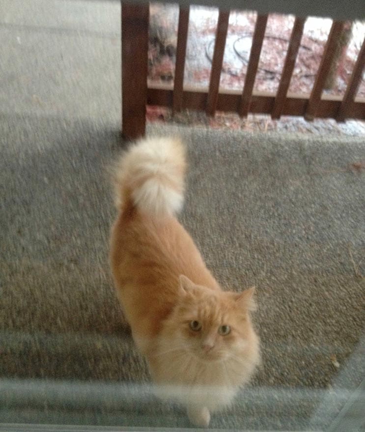 Todas las mañanas este gato espera el bus escolar con hermano humano 2