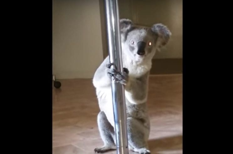 Una mujer regresa a su casa y encuentra un koala practicando pole dance 2