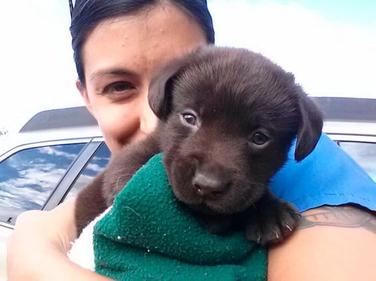 Veterinario salva a perrito de la eutanasia y lo adopta 3