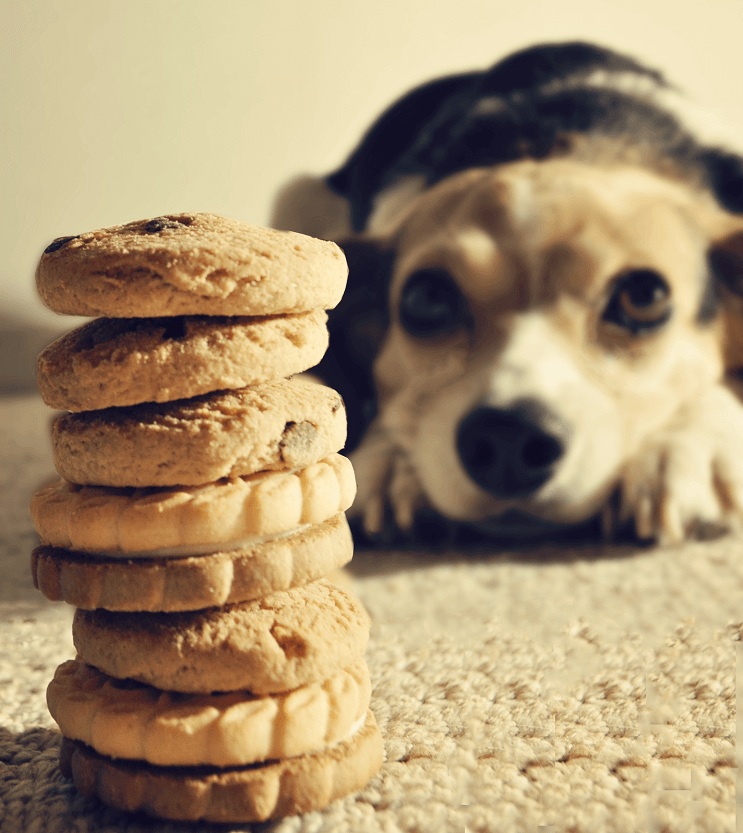 Conoce por qué nunca debe darle chocolate a tu perro 03