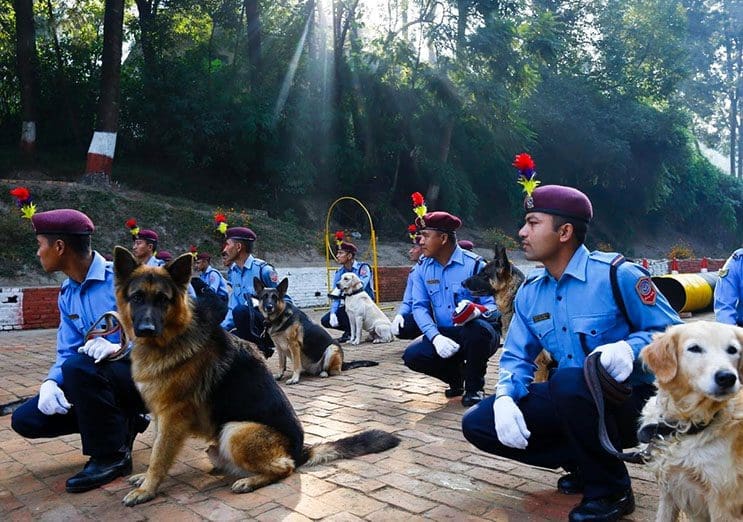 Kukur Tihar, festival que rinde homenaje a los perros como debe ser 5