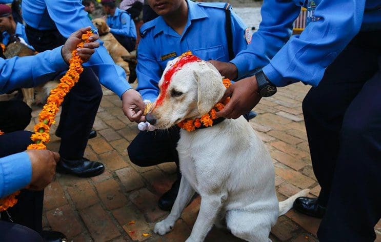 Kukur Tihar, festival que rinde homenaje a los perros como debe ser 6