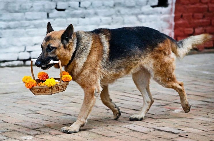 Kukur Tihar, festival que rinde homenaje a los perros como debe ser 7