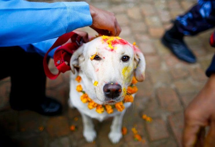 Kukur Tihar, festival que rinde homenaje a los perros como debe ser 8