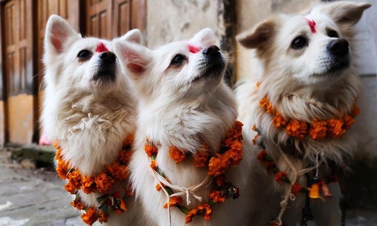 Kukur Tihar, festival que rinde homenaje a los perros como debe ser