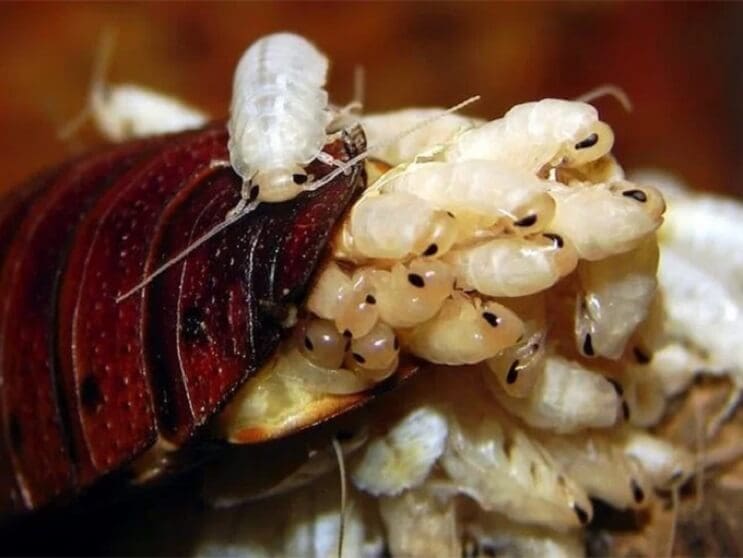 Leche de cucaracha una solución a la crisis alimentaria mundial que desearías que no sea cierto 2