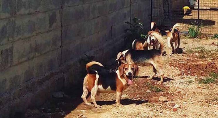 Perros rescatados ven por primera vez la luz del sol 4