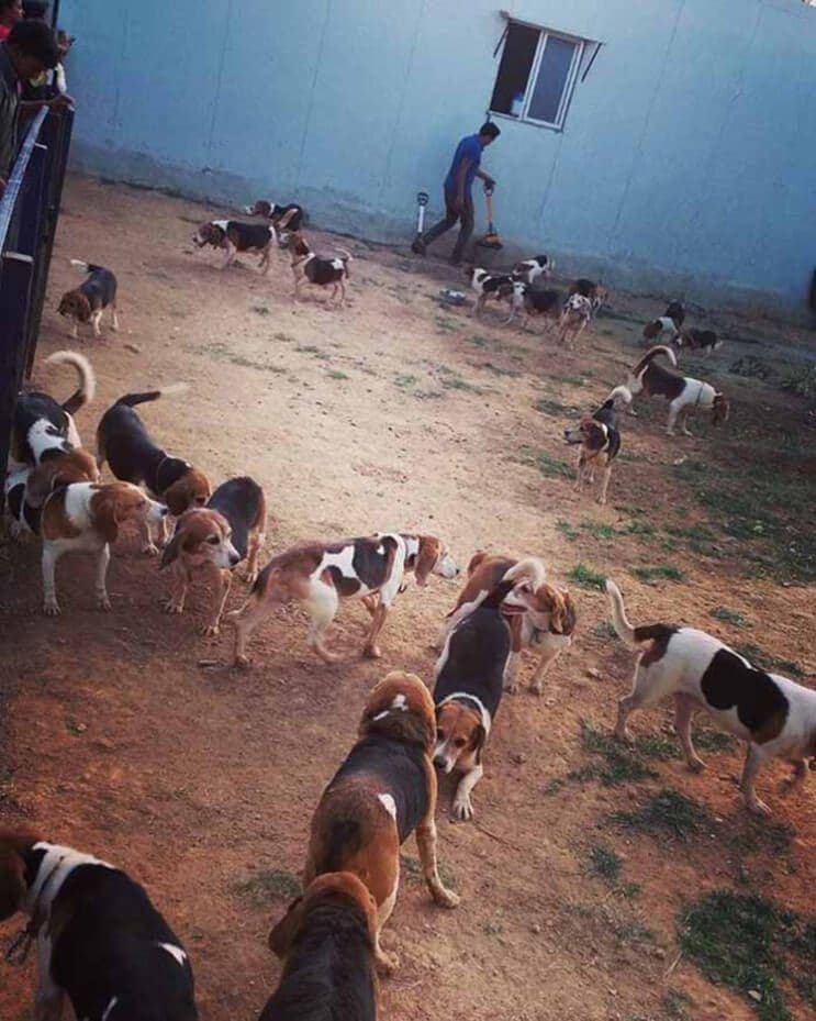 Perros rescatados ven por primera vez la luz del sol 6