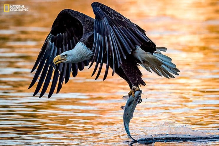 estas-fotos-de-national-geographic-nos-muestran-lo-bella-que-es-la-vida-animal