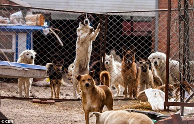 este-millonario-ha-dado-toda-su-fortuna-para-salvar-la-mayor-cantidad-de-perros-5