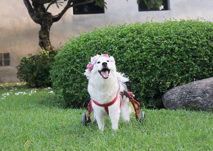 este-perro-nacio-sin-pies-y-con-su-nueva-silla-de-ruedas-es-el-mas-feliz-del-mundo-1