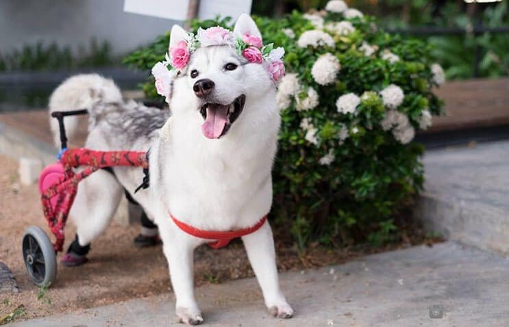 este-perro-nacio-sin-pies-y-con-su-nueva-silla-de-ruedas-es-el-mas-feliz-del-mundo-2