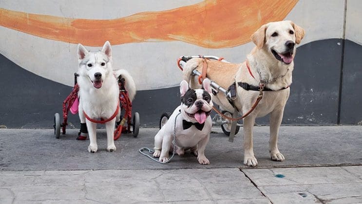 este-perro-nacio-sin-pies-y-con-su-nueva-silla-de-ruedas-es-el-mas-feliz-del-mundo-3