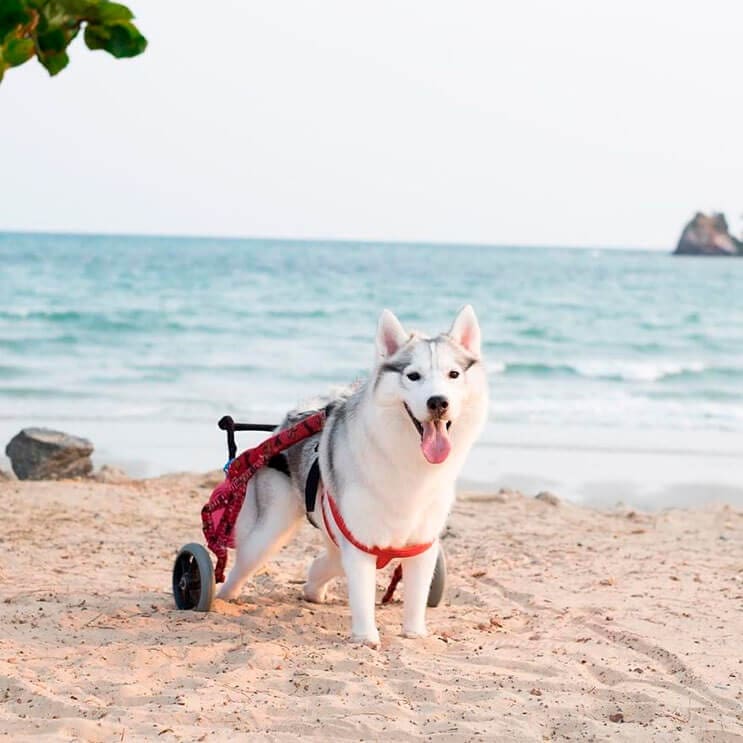 este-perro-nacio-sin-pies-y-con-su-nueva-silla-de-ruedas-es-el-mas-feliz-del-mundo-6