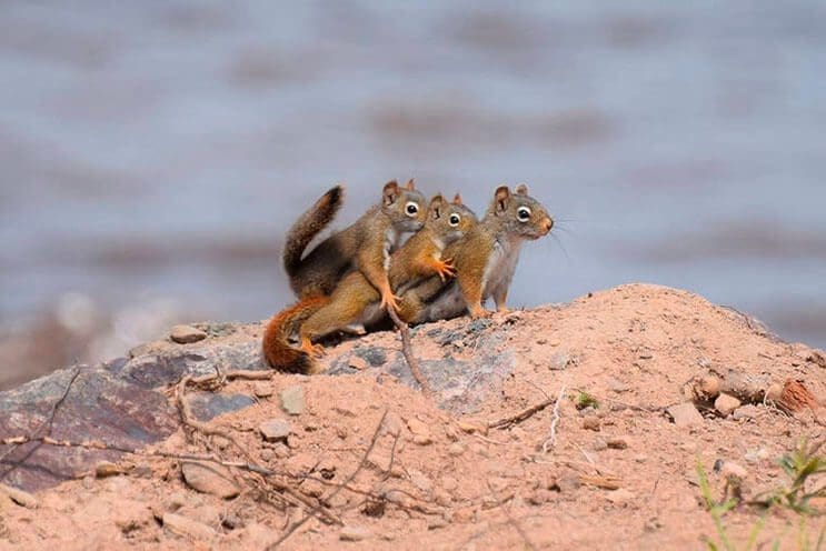 este-singular-concurso-fotografico-premia-a-los-animales-mas-graciosos-10