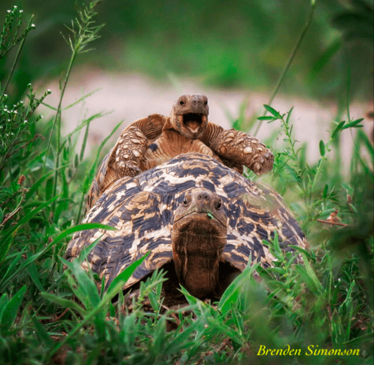 este-singular-concurso-fotografico-premia-a-los-animales-mas-graciosos-14