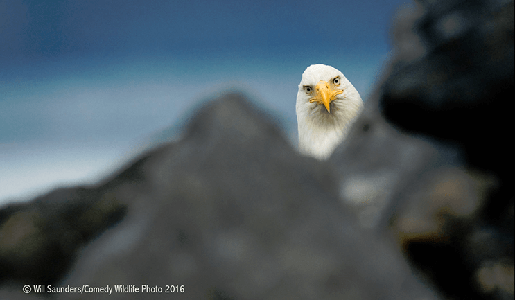 este-singular-concurso-fotografico-premia-a-los-animales-mas-graciosos-15