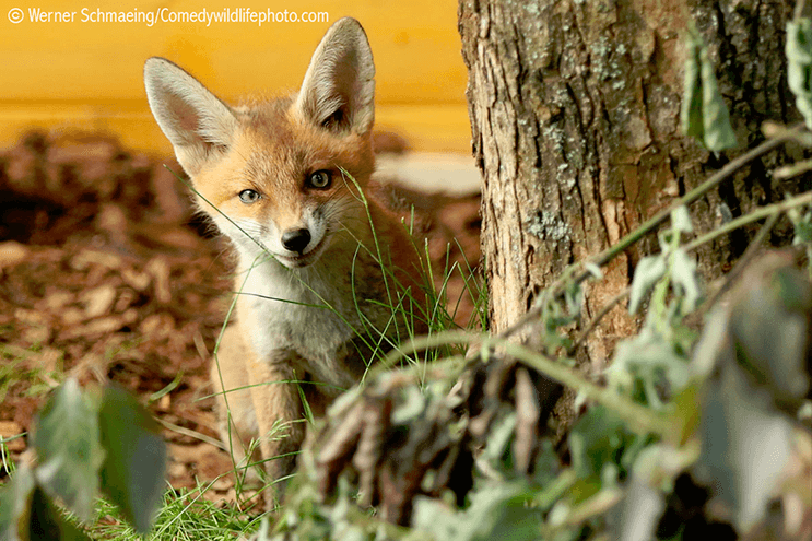 este-singular-concurso-fotografico-premia-a-los-animales-mas-graciosos-16