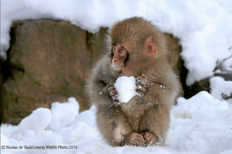 este-singular-concurso-fotografico-premia-a-los-animales-mas-graciosos-5