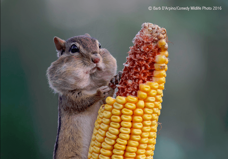 este-singular-concurso-fotografico-premia-a-los-animales-mas-graciosos-6