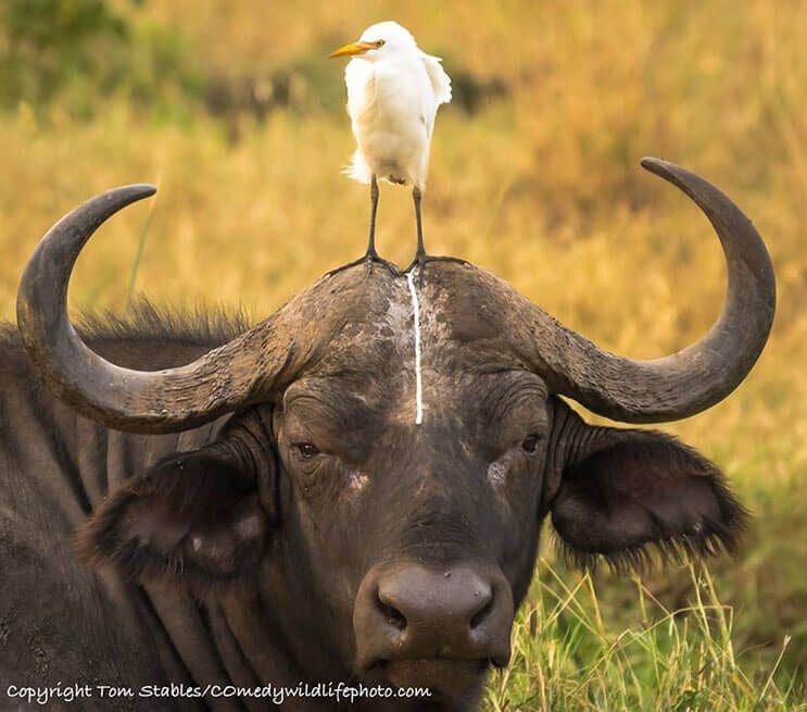 este-singular-concurso-fotografico-premia-a-los-animales-mas-graciosos-7