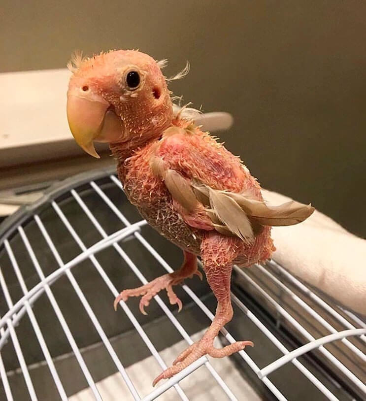 nada-mas-tierno-que-este-pequeno-pajaro-tapado-por-el-frio