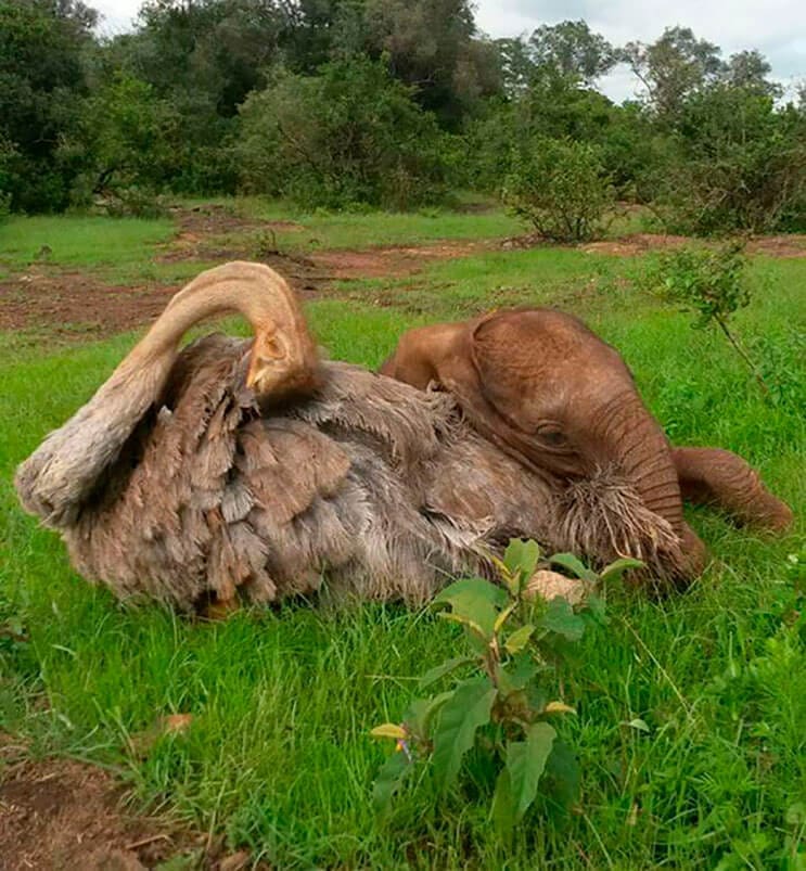 este-avestruz-se-convirtio-en-el-mejor-amigo-de-este-elefante-luego-de-que-perdiera-a-su-mama-5