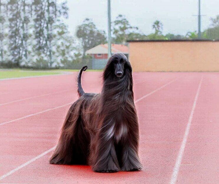 este-perro-ha-sido-elegido-como-el-mas-bello-del-mundo-3