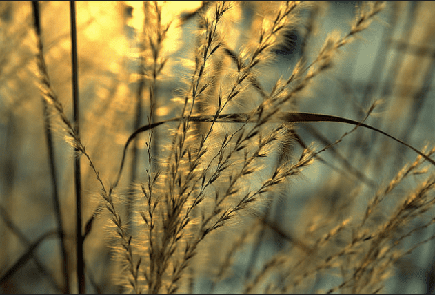 Fotografia hecha por Joy Jordan