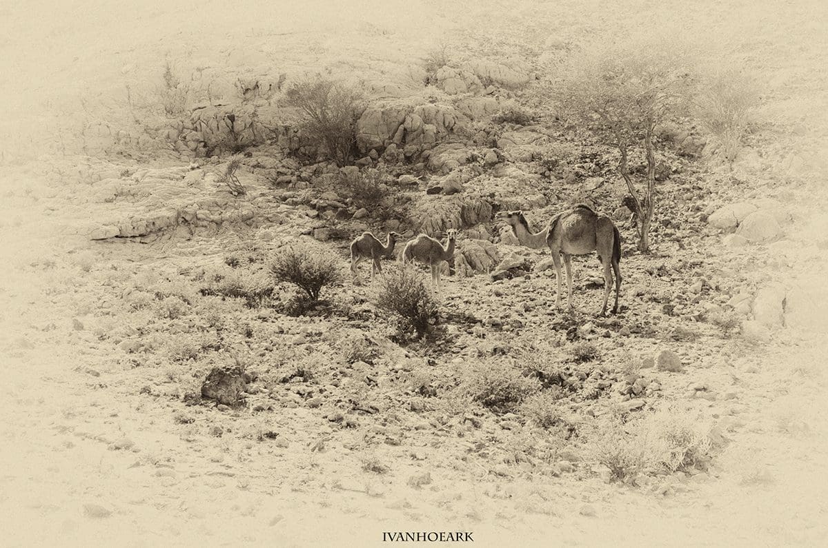 Vida y naturaleza son plasmadas en las fotografía 2