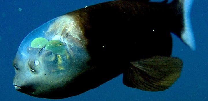 Pez Transparente, uno de los animales acuáticos en peligro de extinción