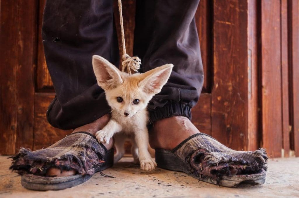 Fotografía maltrato de animales 2