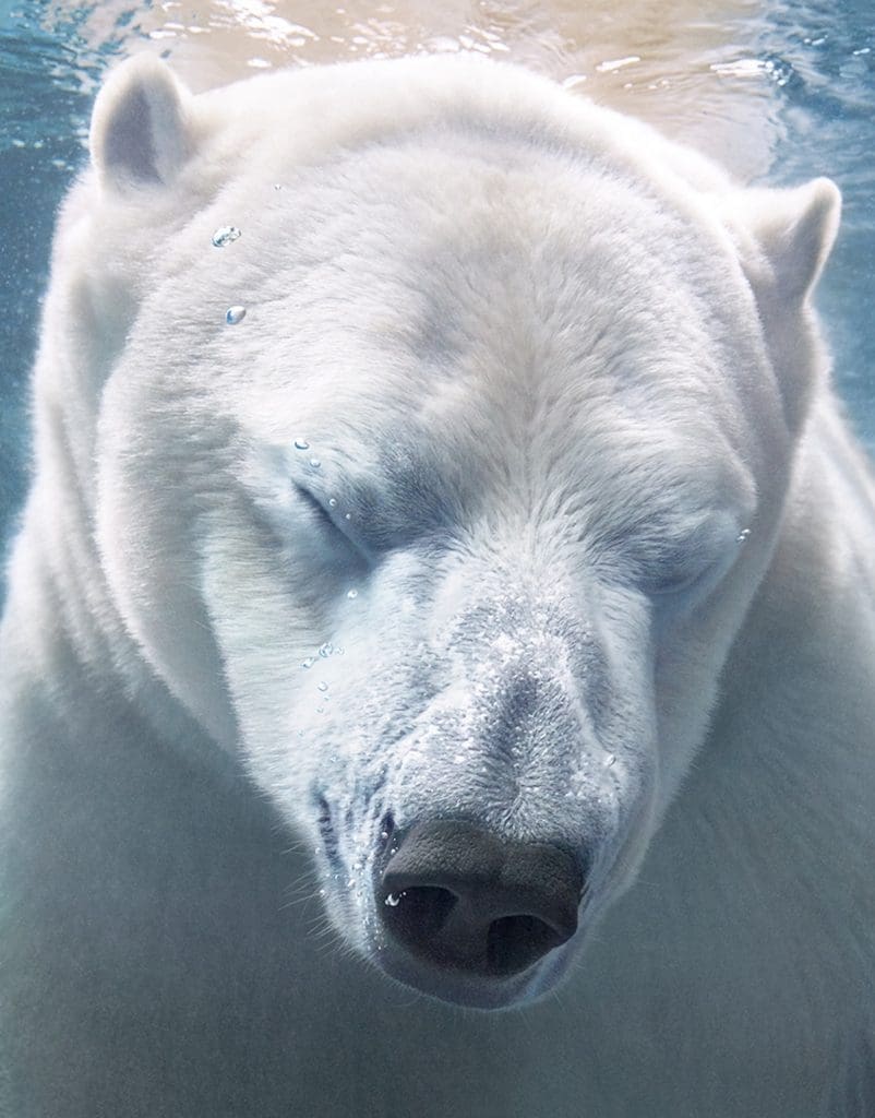 Oso polar, el reflejo de la contaminación mundial