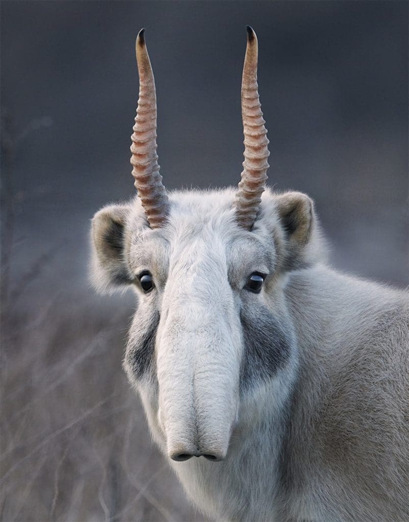 Saiga, la esperanza de recuperar una especie en extinción